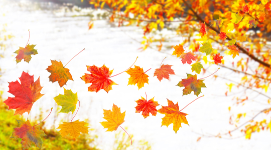 Fliegende Blätter im Herbst